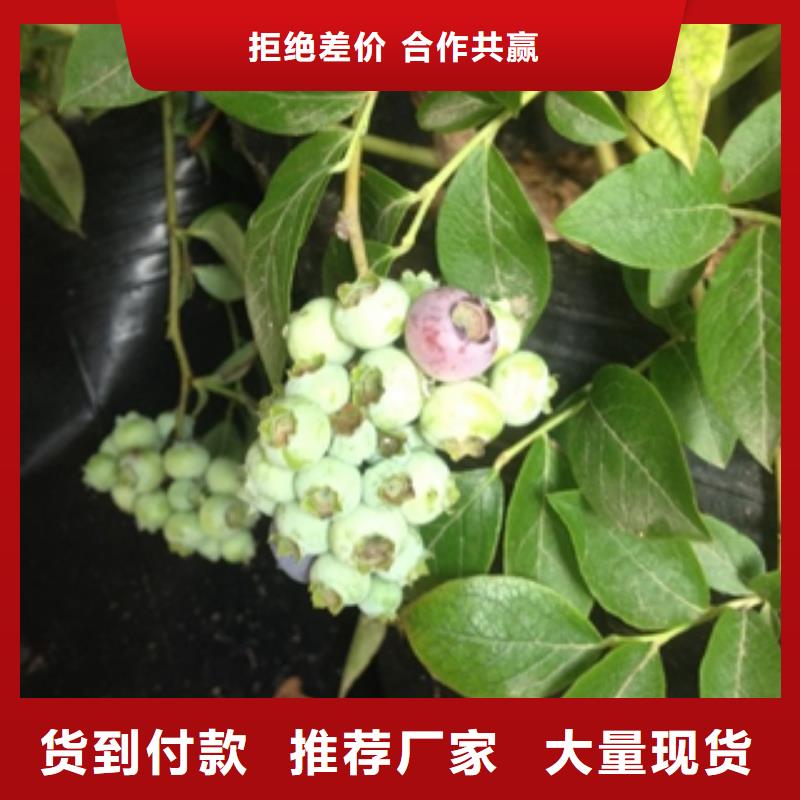 本地【正家】【蓝莓苗】,泰山景松 造型景松大量现货供应