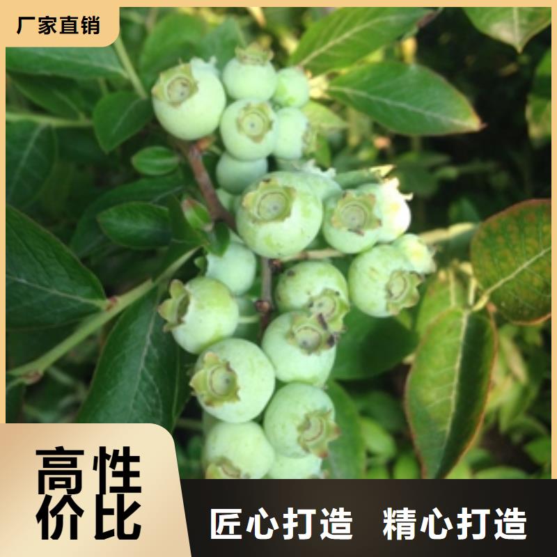 本地【正家】【蓝莓苗】,泰山景松 造型景松大量现货供应