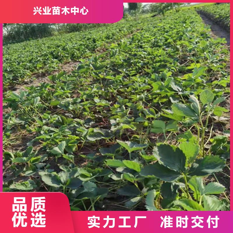 厂家型号齐全【兴业】红玫瑰草莓种苗