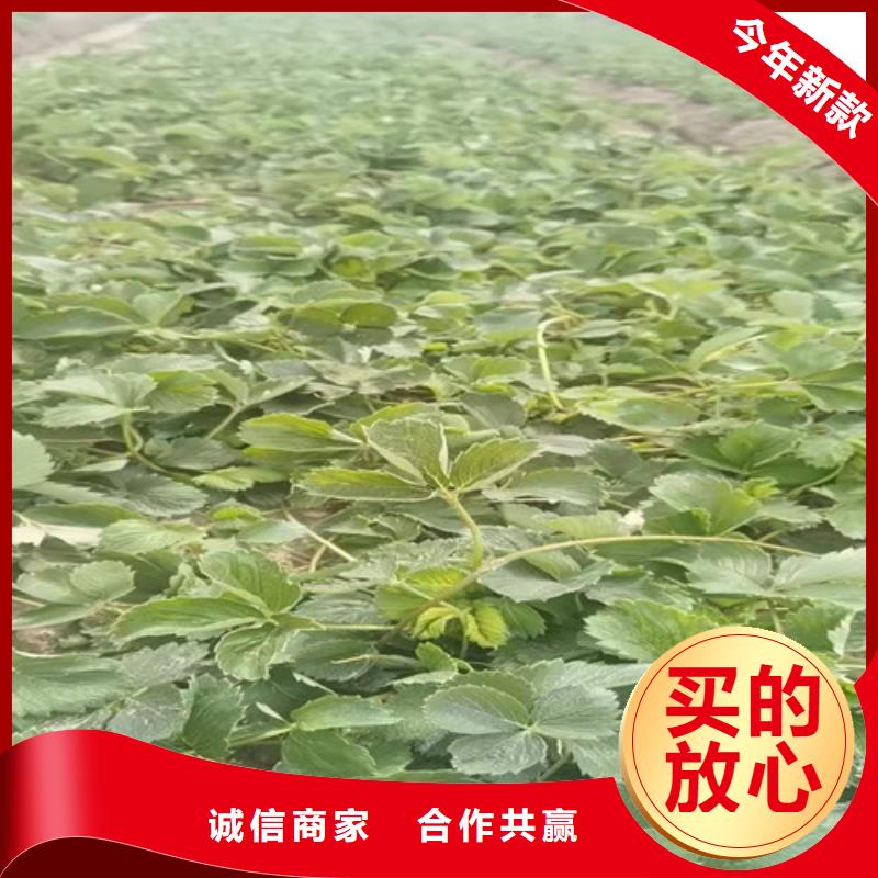 安徽省买(兴业)京郊小白草莓苗亩产多少