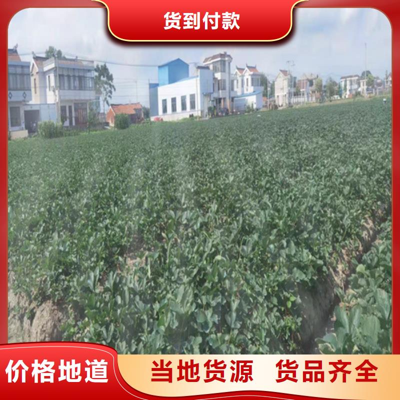甘肃省订购[兴业]红玉草莓苗价格