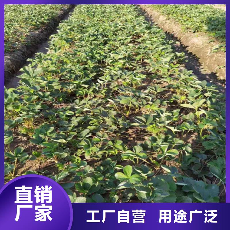 甘肃省订购[兴业]红玉草莓苗价格
