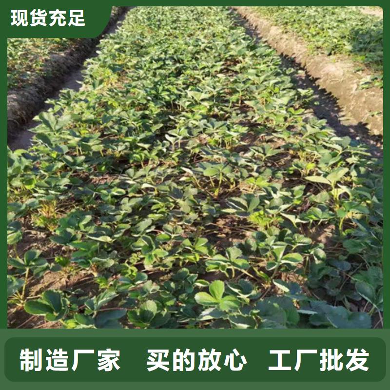 安徽省采购《兴业》咖啡草莓苗合作社