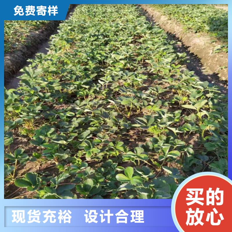 优选《兴业》日本99草莓生产苗