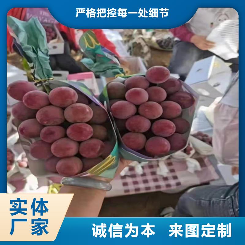 西藏省买<兴业>紫甜无核葡萄苗