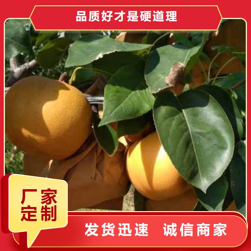 订购【华仁】秋月梨种植苗种植时间